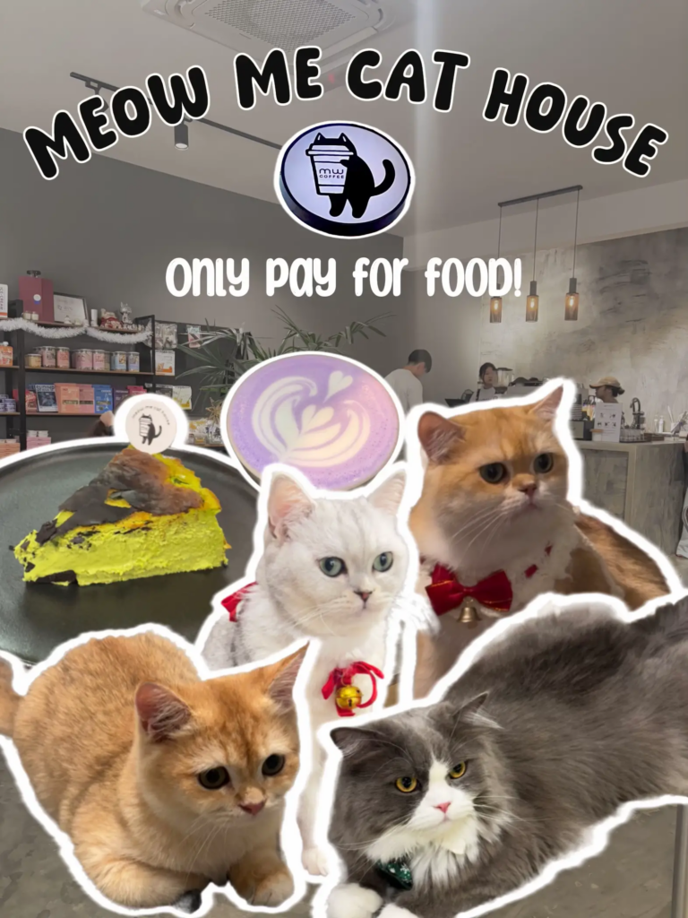 Things To Do In Mount Austin JB - Meow Me Cat House