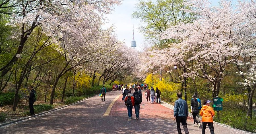 2025 Cherry Blossom Korea Guide: Forecasts, Festivals & Best Spots