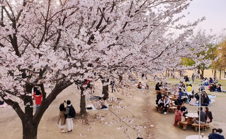2025 Cherry Blossom Korea Guide: Forecasts, Festivals & Best Spots