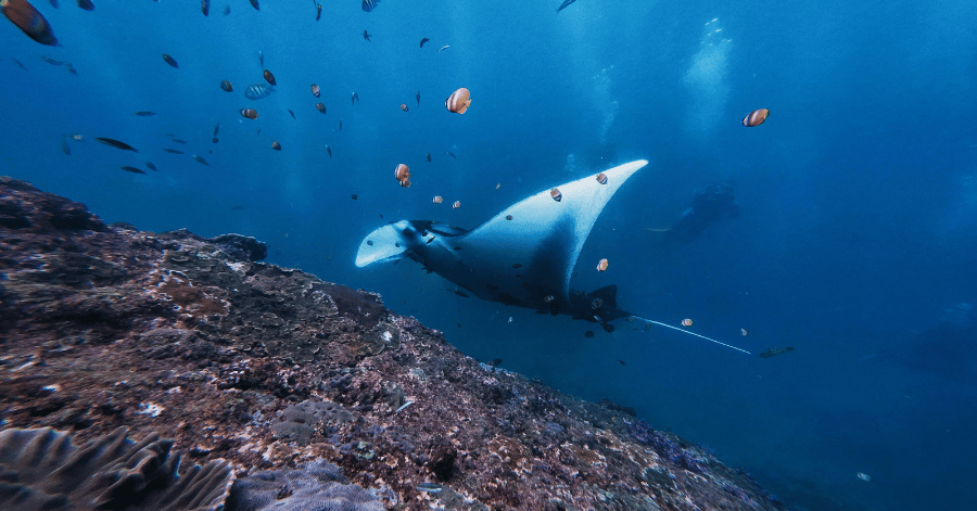 Diver swimming beside a manta ray over a reef in Bali's waters