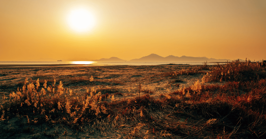 Golden sunset over coastal reeds and distant hills near Busan