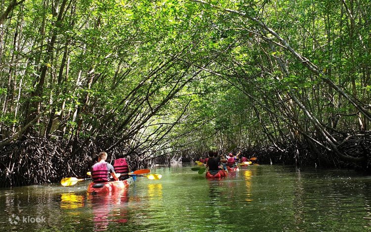 Kayakers paddling through a green mangrove tunnel at Ao Thalane, Krabi