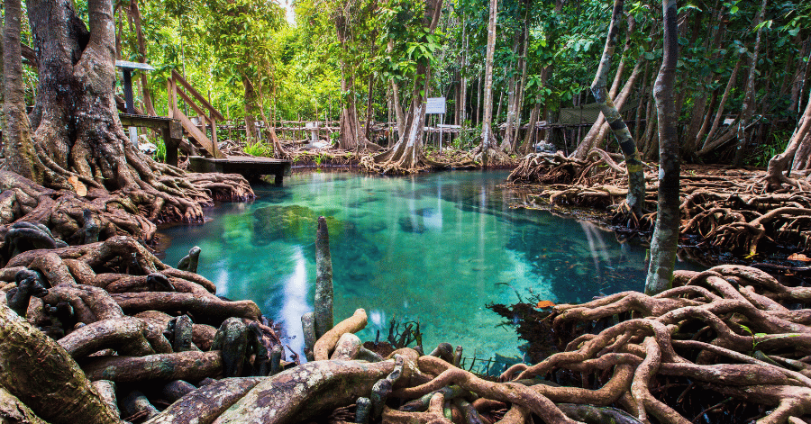 Clear turquoise pool surrounded by mangrove tree roots and jungle in Krabi