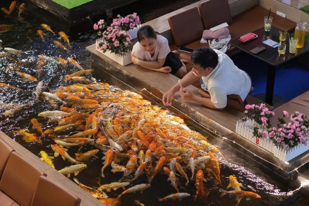 Two people leaning over a pond to feed masses of orange koi at King Koi Cafe