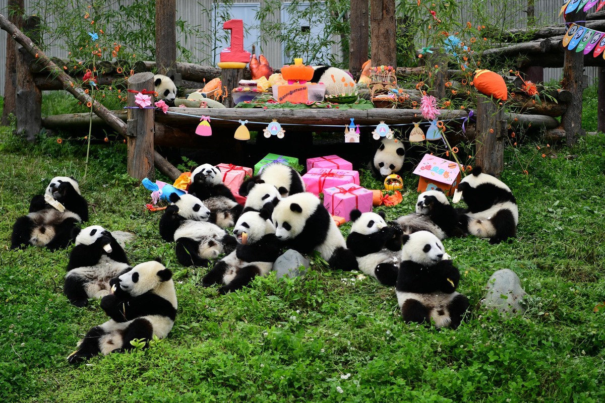 Giant panda cubs gathered around a first-birthday display at the Chengdu panda base