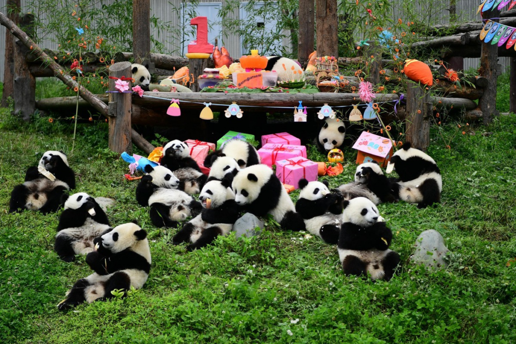 Things To Do In Chengdu, China — Chengdu Panda Breeding and Research Centre