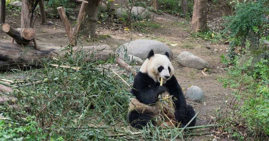 Things To Do In Chengdu, China