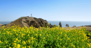 White lighthouse on Seopjikoji cape above yellow canola fields and offshore sea stacks, Jeju