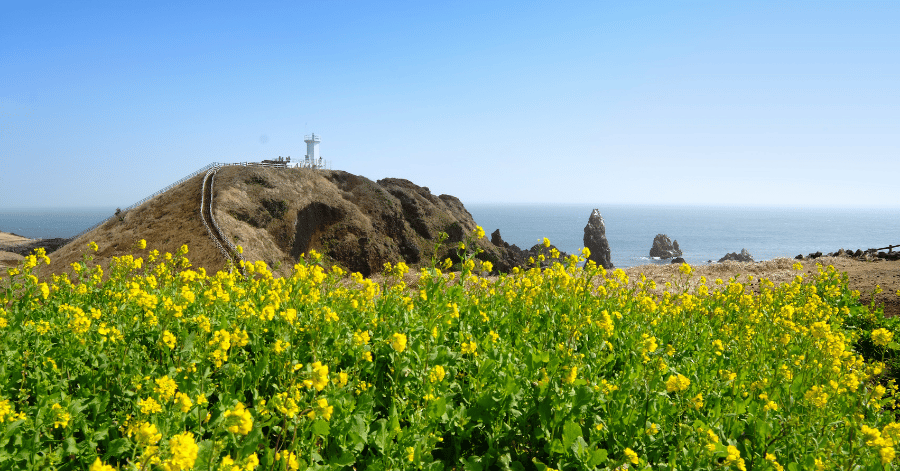 White lighthouse on Seopjikoji cape above yellow canola fields and offshore sea stacks, Jeju