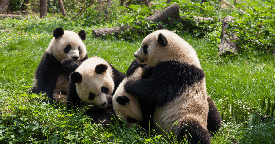 Four giant pandas huddled together on green grass in Chengdu