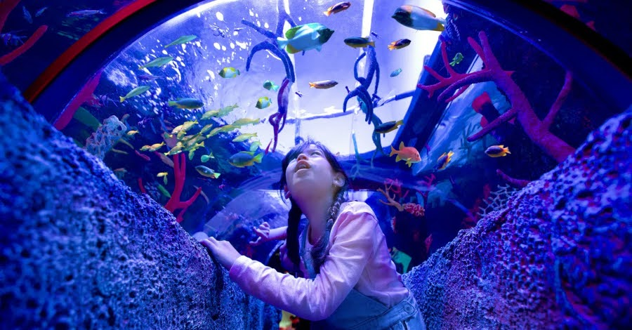 LEGOLAND Malaysia SEA LIFE Malaysia Aquarium