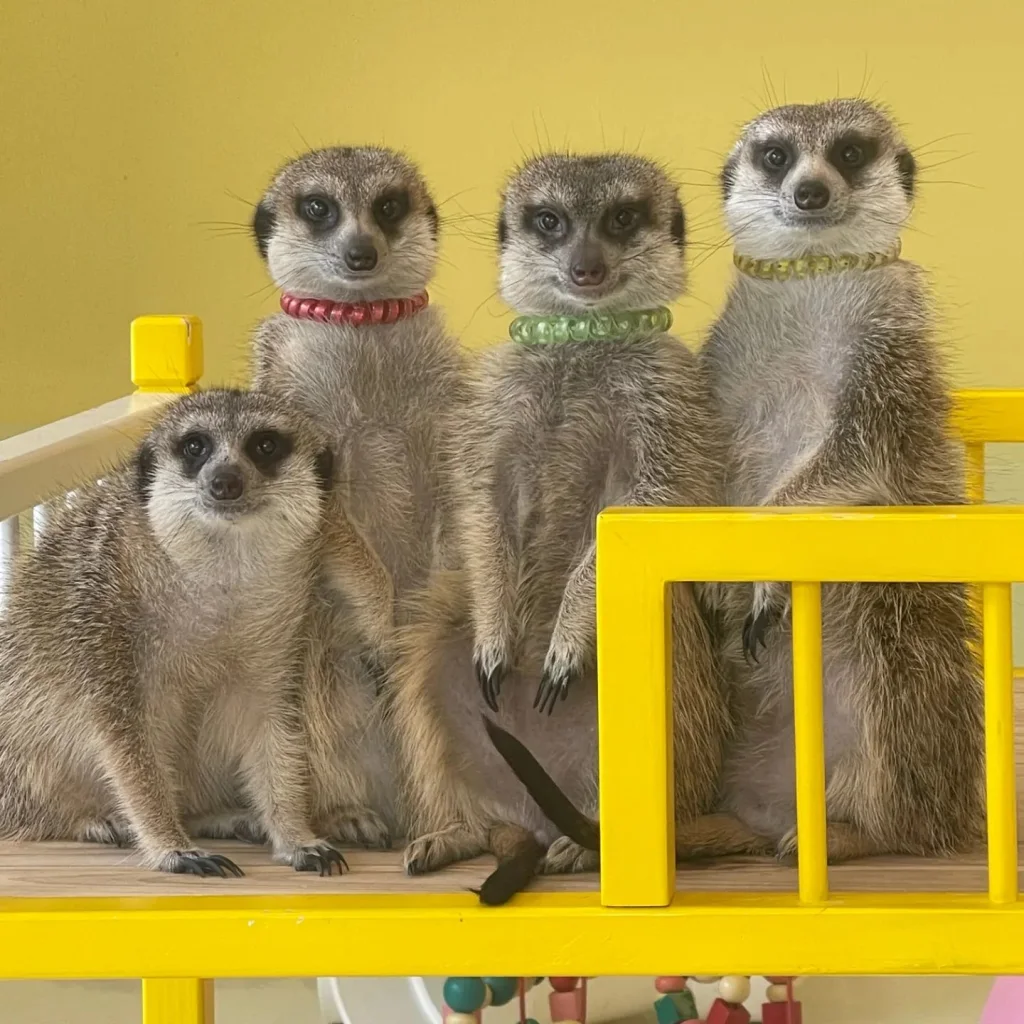 Things To Do In Seoul - Meerkat Friends Cafe