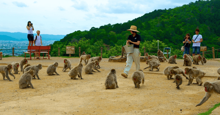 Things To Do In Kyoto - Jonangu Shrine Plum Blossom Festival