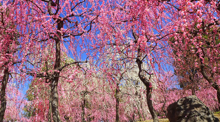 Things To Do In Kyoto - Jonangu Shrine Plum Blossom Festival