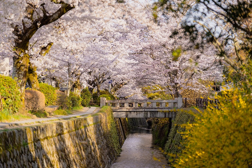 Things To Do In Kyoto - Philosopher's Path (Tetsugaku-no-Michi)