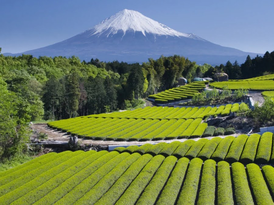 Things To Do In Kyoto - Uji Day Trip