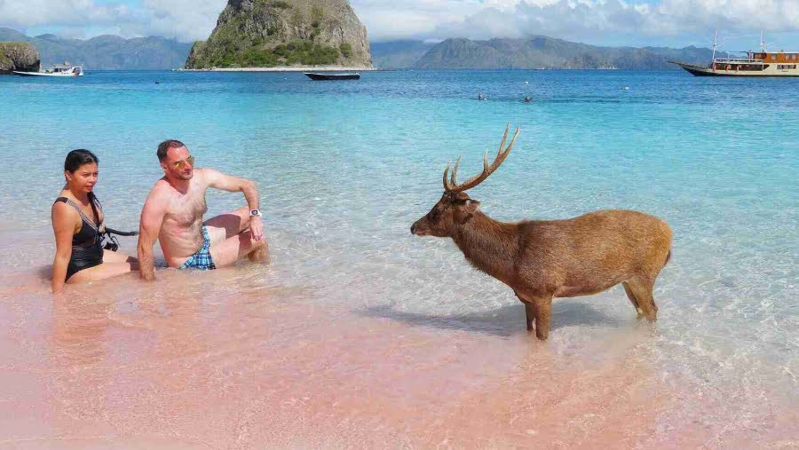 Labuan Bajo Travel Guide - Pink Beach 
