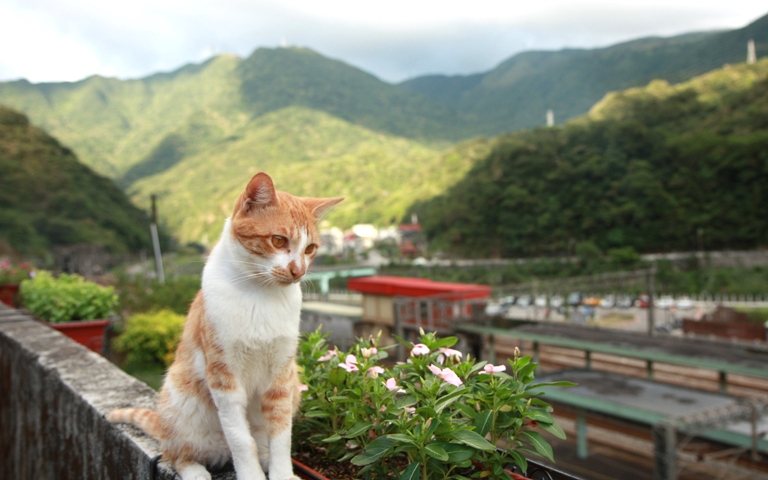 Things To Do In Taipei - Huotong Cat Village (猴硐貓村)