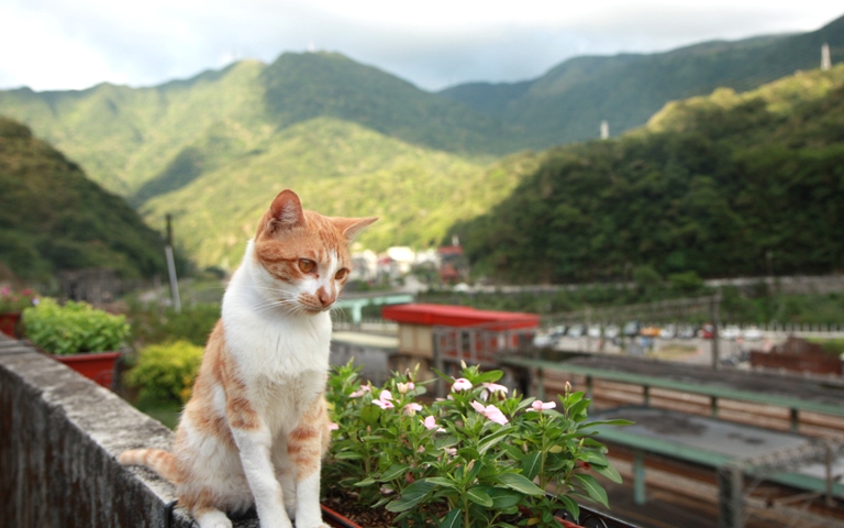 Things to do in Taipei: Huotong Cat Village (猴硐貓村)