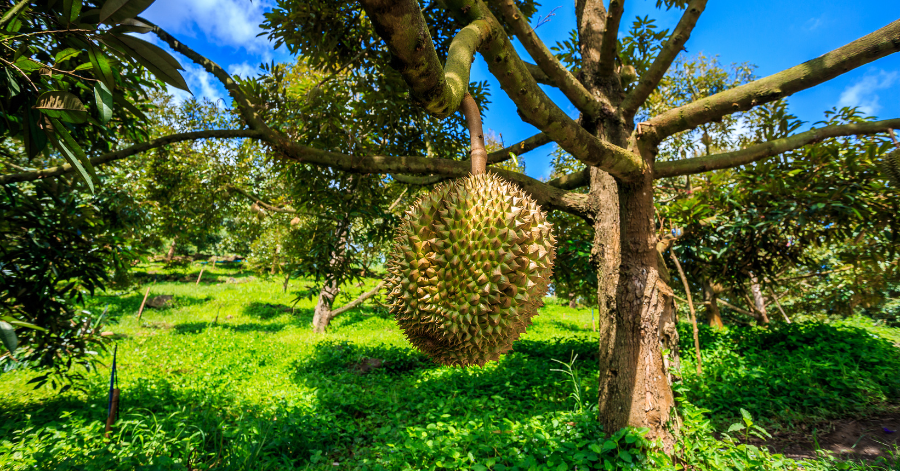 How to Plan Your Durian JB Trip 2025