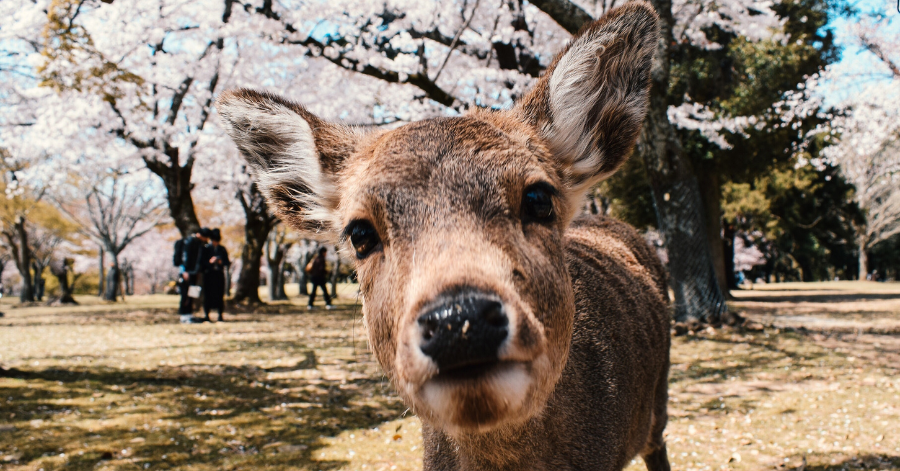 Japan Power Plug & Socket Guide (2025): Types, Voltage, Adapters & Tips