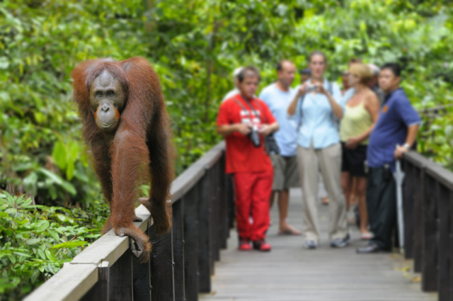 Things to do in Kota Kinabalu: Sepilok Orangutan Rehabilitation Centre