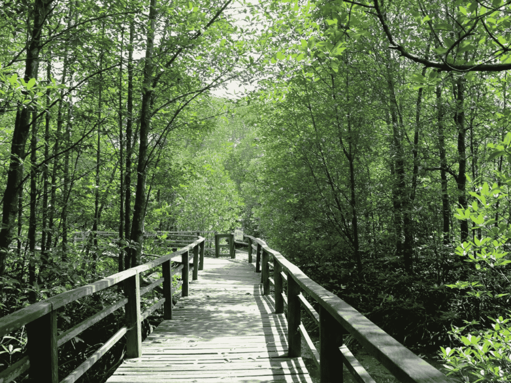 Things to do in Kota Kinabalu: Kota Kinabalu Wetland