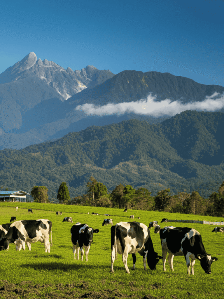 Things to do in Kota Kinabalu: Kundasang & the Kinabalu Highlands 