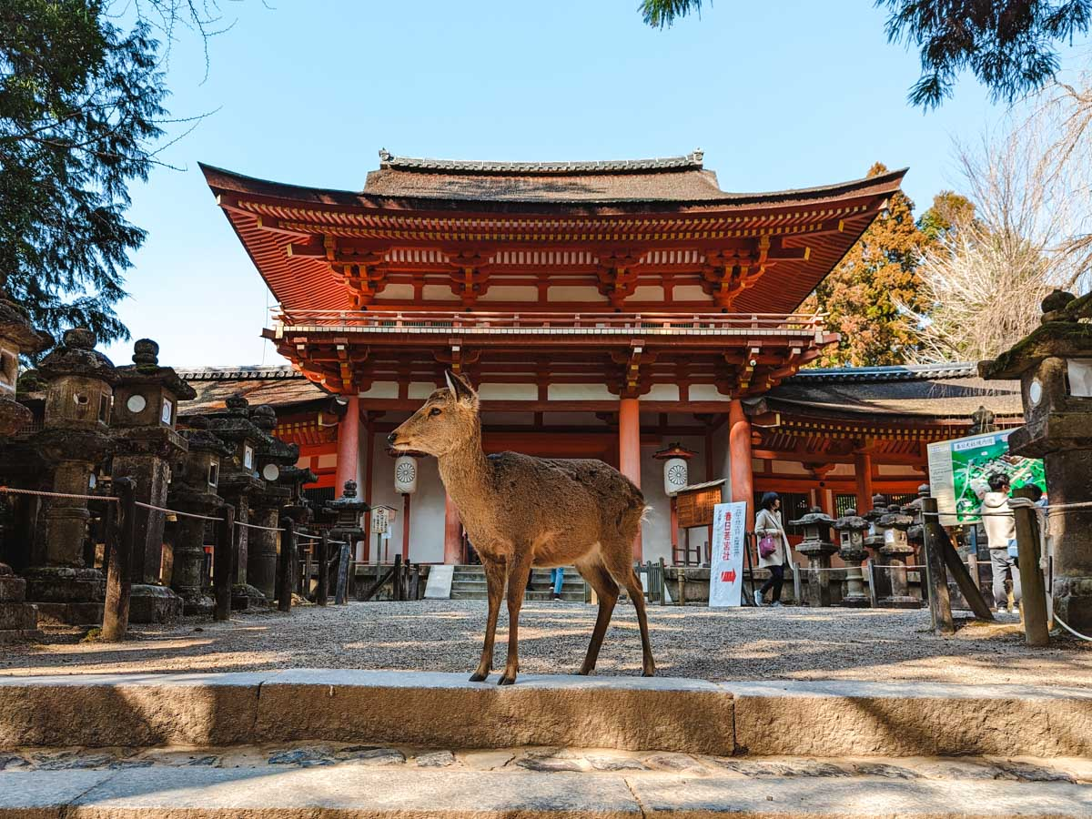 Things to do in Osaka - Day trip Nara