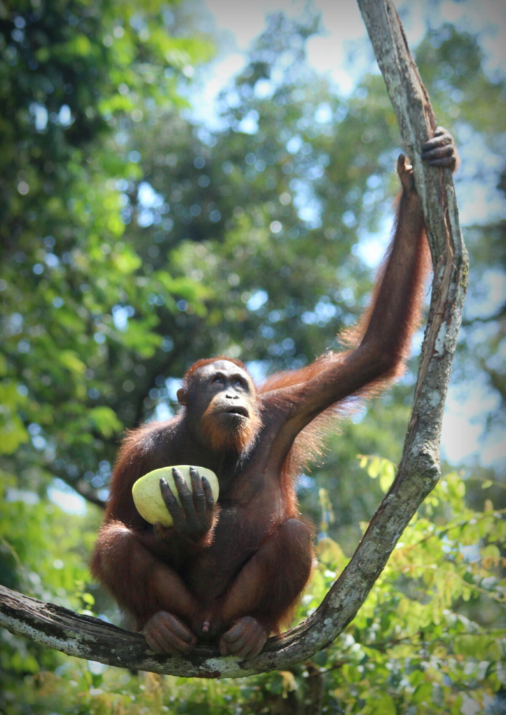 Kota Kinabalu - Sepilok Orangutan Rehabilitation Centre