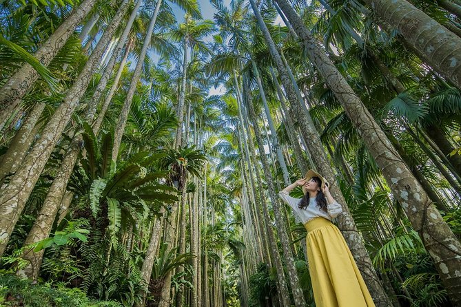 A visitor looking up at tall palm trees inside Southeast Botanical Gardens