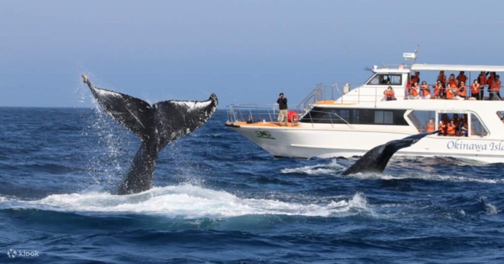 A humpback whale's tail breaching near a whale-watching tour boat off Okinawa