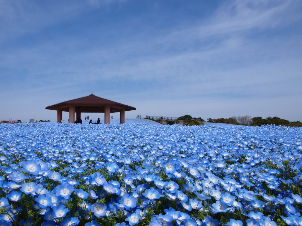 A hillside carpeted in blue nemophila flowers around a pavilion at Uminonakamichi Seaside Park