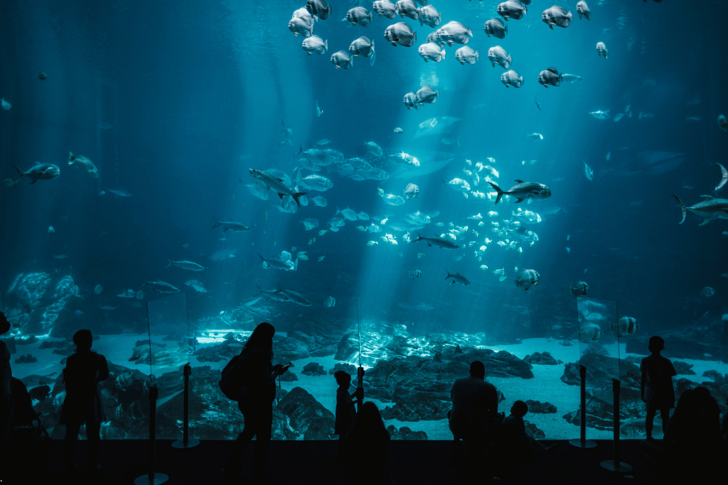 Visitors viewing schools of fish inside the Kuroshio Sea tank at Churaumi Aquarium