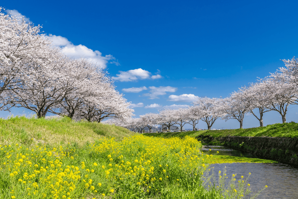 Cherry blossoms and yellow rapeseed flowers lining a river under a blue spring sky in Fukuoka