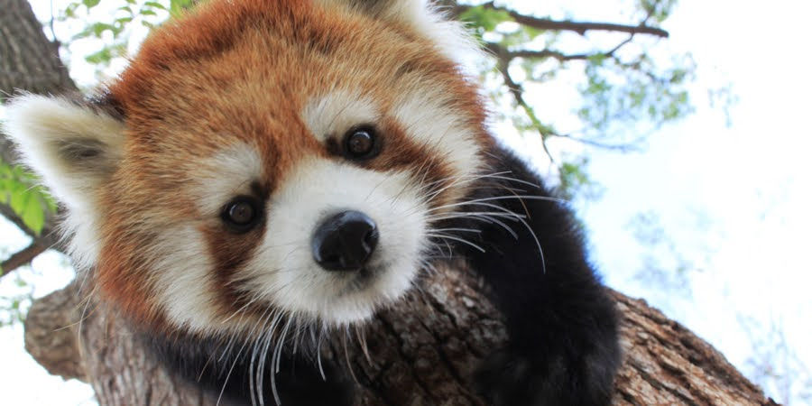 Sapporo, Hokkaido, Japan: Sapporo Maruyama Zoo