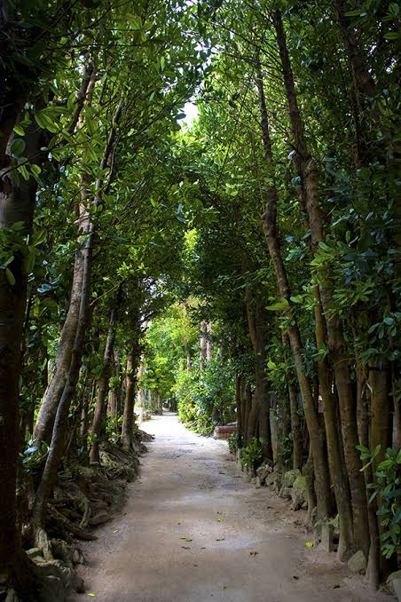 A shaded footpath lined with tall Fukugi trees in Bise-Fukugi Village