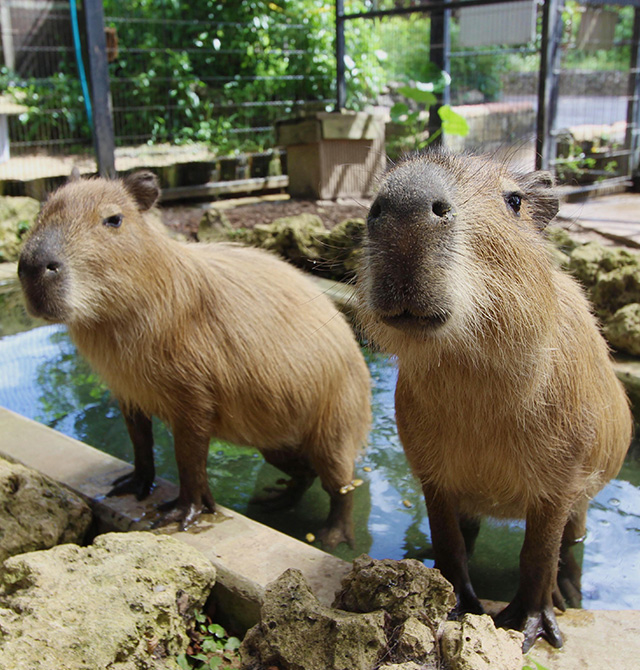 Two capybaras standing beside a small pool at Southeast Botanical Gardens