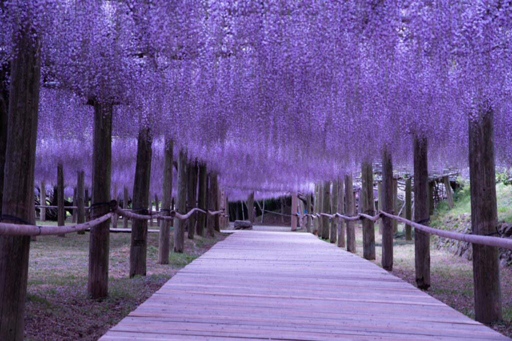 A wooden walkway running through a tunnel of hanging purple wisteria at Kawachi Fuji Garden
