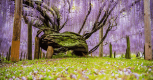 Purple wisteria blossoms cascading over a gnarled old tree at Kawachi Fuji Garden near Fukuoka
