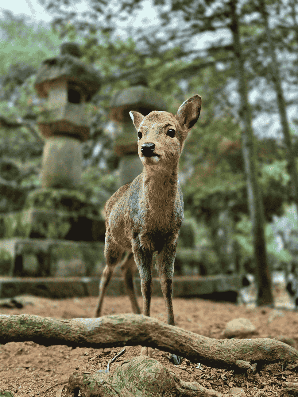 things to do in osaka: day trip to nara
