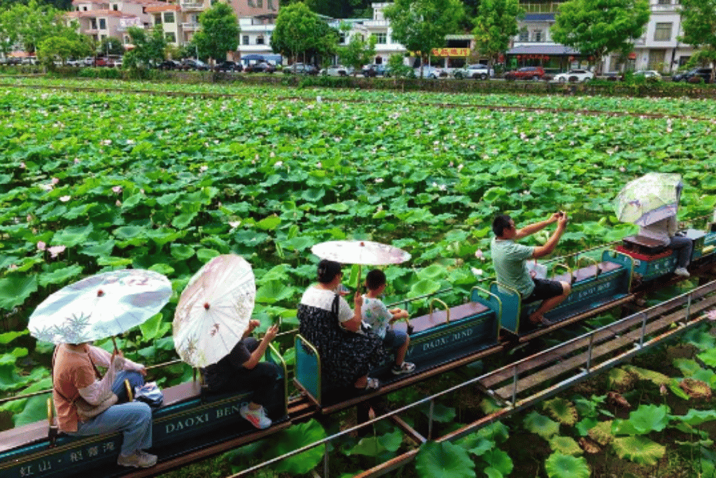 Hongshan Village lotus-field train