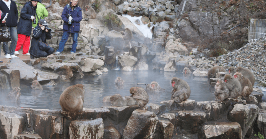 things to do in nagano: jigokudani monkey park
