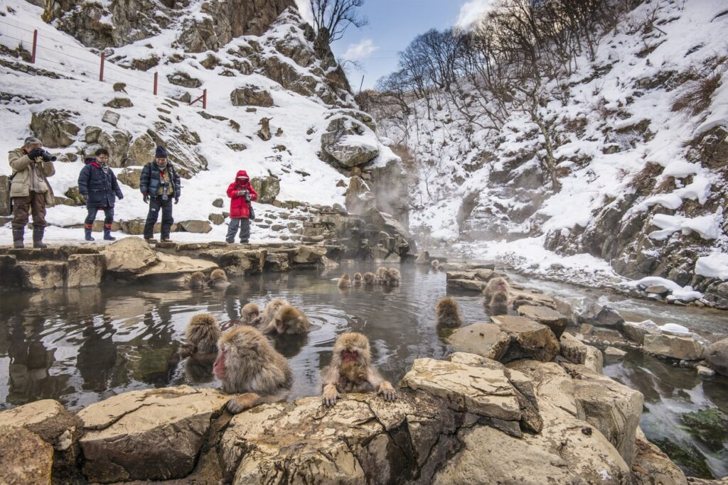 Things to Do in Nagano - Snow Monkeys at Jigokudani Monkey Park
