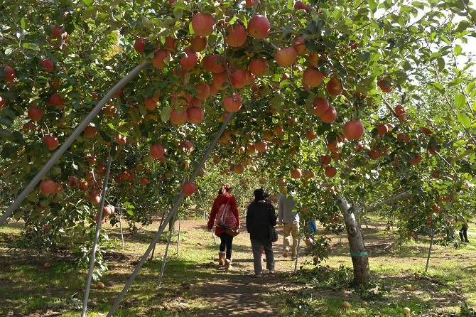 Nagano Food - Shinshu Apples 