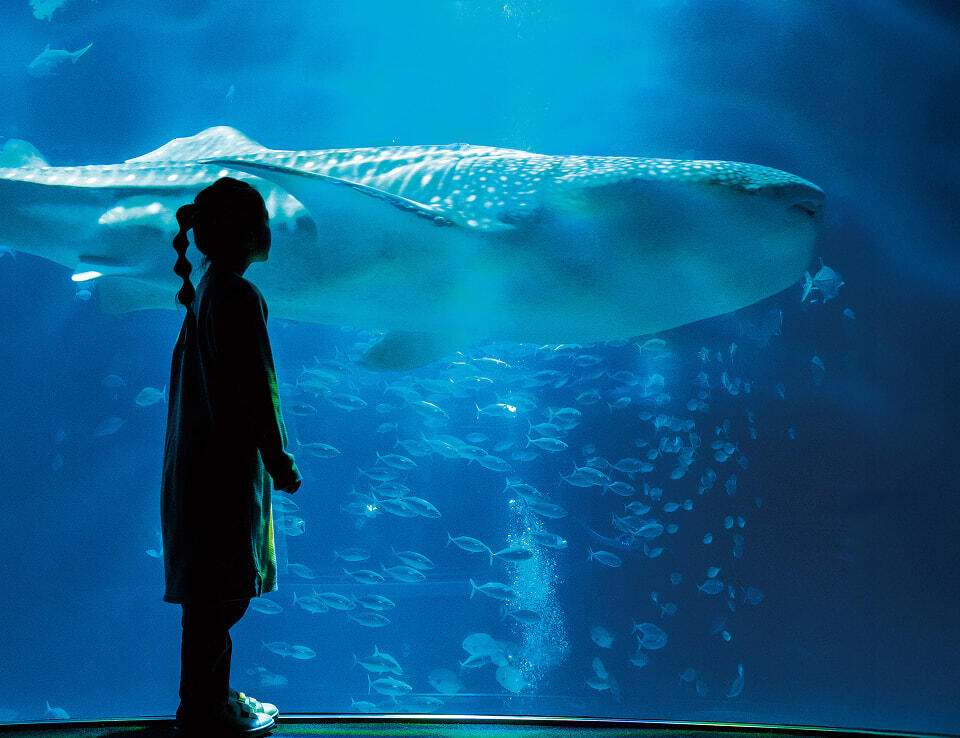things to do in osaka: osaka aquarium kaiyukan