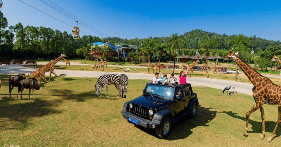 Visitors in a safari jeep surrounded by giraffes and zebras at Chimelong Safari Park