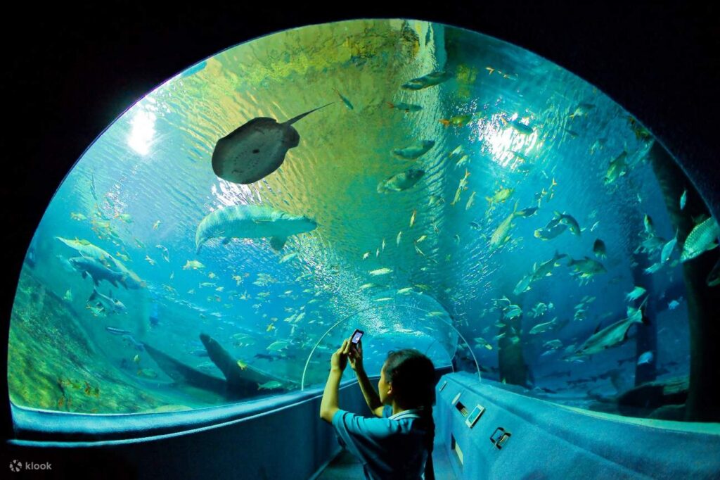 A child photographing a stingray and fish overhead in the curved underwater tunnel at Chiang Mai Aquarium