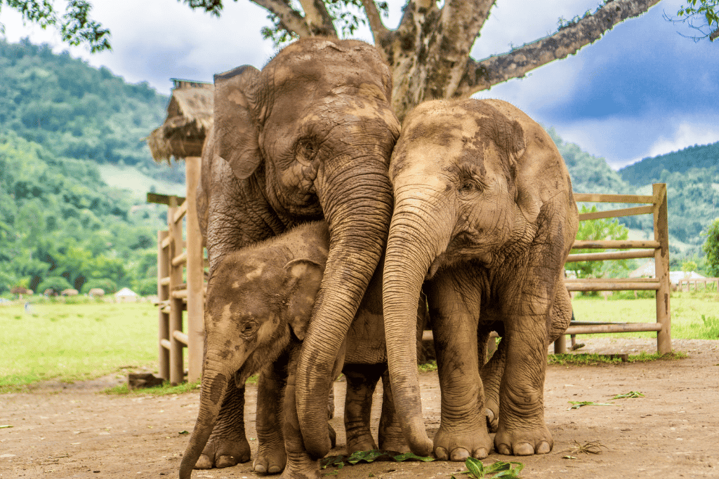 Two adult elephants and a calf standing together under a tree at a green hillside sanctuary