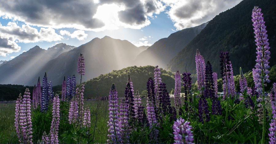 Purple lupins in bloom before a mountain valley with sun breaking through cloud, South Island New Zealand